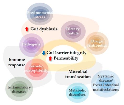 the intestinal permeability ip assessment is a noninvasive test procedure|Intestinal permeability: An overview .